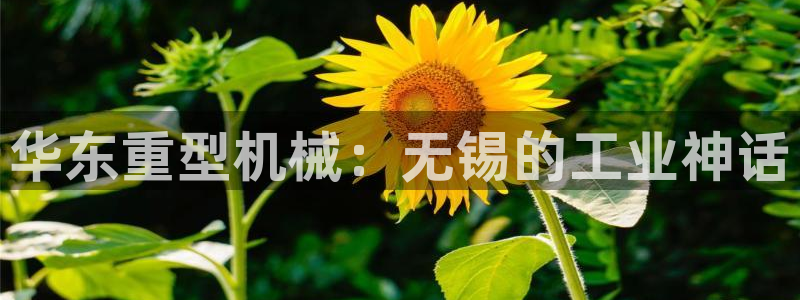 龙八国际娱乐正版